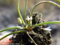 mudwort (<em>Limosella aquatica</em>)