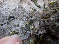 mudwort (<em>Limosella aquatica</em>)