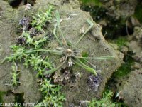 mudwort (<em>Limosella aquatica</em>)