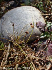 smallflower micrantham dwarf bulrush (<em>Lipocarpha micrantha</em>)
