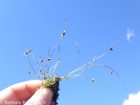 smallflower micrantham dwarf bulrush (<em>Lipocarpha micrantha</em>)