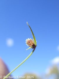 smallflower micrantham dwarf bulrush (<em>Lipocarpha micrantha</em>)