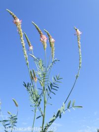 holy clover (<em>Onobrychis viciifolia</em>)