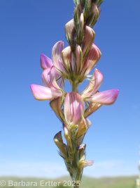 holy clover (<em>Onobrychis viciifolia</em>)