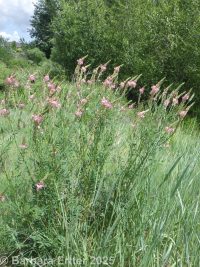 holy clover (<em>Onobrychis viciifolia</em>)