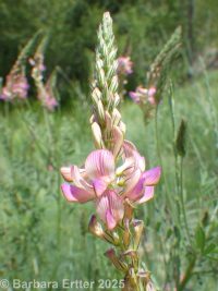 holy clover (<em>Onobrychis viciifolia</em>)