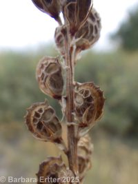 holy clover (<em>Onobrychis viciifolia</em>)