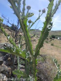 Scotch thistle (<em>Onopordum acanthium ssp. acanthium</em>)
