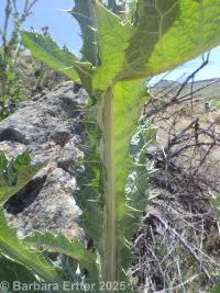 Scotch thistle (<em>Onopordum acanthium ssp. acanthium</em>)