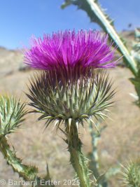 Scotch thistle (<em>Onopordum acanthium ssp. acanthium</em>)
