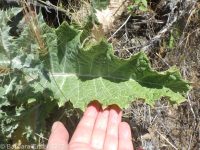 Scotch thistle (<em>Onopordum acanthium ssp. acanthium</em>)