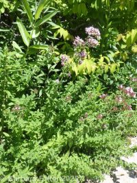 oregano (<em>Origanum vulgare</em>)