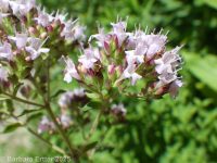 oregano (<em>Origanum vulgare</em>)