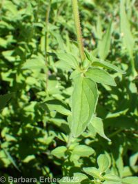 oregano (<em>Origanum vulgare</em>)