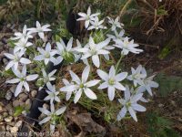 star-of-Bethlehem (<em>Ornithogalum umbellatum</em>)