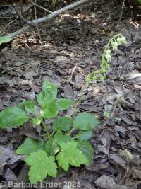 one-sided or sidebells wintergreen (<em>Orthilia secunda</em>)