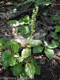 one-sided or sidebells wintergreen (<em>Orthilia secunda</em>)