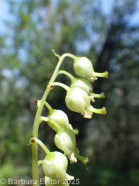 one-sided or sidebells wintergreen (<em>Orthilia secunda</em>)