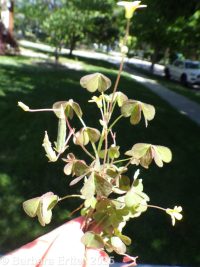 creeping wood-sorrel (<em>Oxalis corniculata</em>)
