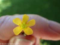 creeping wood-sorrel (<em>Oxalis corniculata</em>)