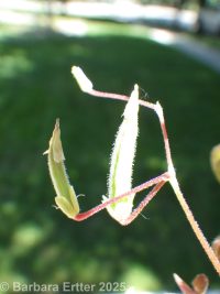 creeping wood-sorrel (<em>Oxalis corniculata</em>)