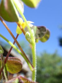 creeping wood-sorrel (<em>Oxalis corniculata</em>)