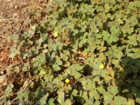 creeping wood-sorrel (<em>Oxalis corniculata</em>)