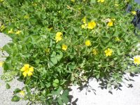 Dillen's wood-sorrel (<em>Oxalis dillenii</em>)