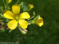 Dillen's wood-sorrel (<em>Oxalis dillenii</em>)