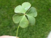 Dillen's wood-sorrel (<em>Oxalis dillenii</em>)