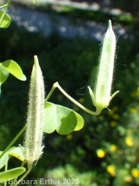 Dillen's wood-sorrel (<em>Oxalis dillenii</em>)