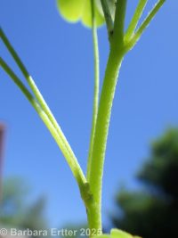 Dillen's wood-sorrel (<em>Oxalis dillenii</em>)
