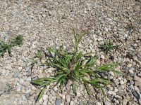 panicgrass, witchgrass (<em>Panicum capillare ssp. capillare</em>)