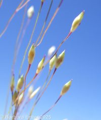panicgrass, witchgrass (<em>Panicum capillare ssp. capillare</em>)