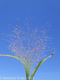 panicgrass, witchgrass (<em>Panicum capillare ssp. capillare</em>)