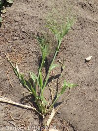 panicgrass, witchgrass (<em>Panicum capillare ssp. capillare</em>)