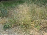 panicgrass, witchgrass (<em>Panicum capillare ssp. capillare</em>)