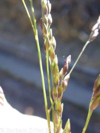 fall panicgrass (<em>Panicum dichotomiflorum ssp. dichotomiflorum</em>)