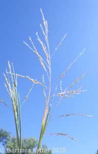 fall panicgrass (<em>Panicum dichotomiflorum ssp. dichotomiflorum</em>)