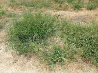 fall panicgrass (<em>Panicum dichotomiflorum ssp. dichotomiflorum</em>)