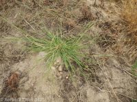 fall panicgrass (<em>Panicum dichotomiflorum ssp. dichotomiflorum</em>)