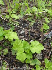 five-stamend mitrewort (<em>Pectiantia pentandra</em>)