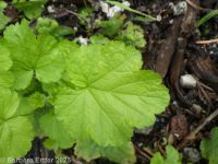 five-stamend mitrewort (<em>Pectiantia pentandra</em>)