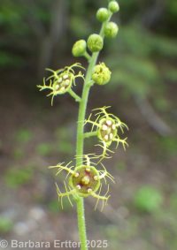 five-stamend mitrewort (<em>Pectiantia pentandra</em>)