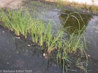 foxtail or Chinese fountaingrass (<em>Pennisetum alopecuroides</em>)