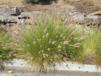 foxtail or Chinese fountaingrass (<em>Pennisetum alopecuroides</em>)