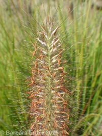 foxtail or Chinese fountaingrass (<em>Pennisetum alopecuroides</em>)