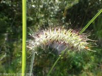 foxtail or Chinese fountaingrass (<em>Pennisetum alopecuroides</em>)