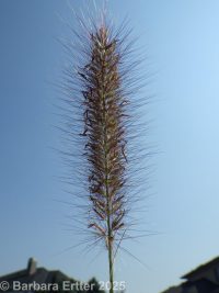 foxtail or Chinese fountaingrass (<em>Pennisetum alopecuroides</em>)