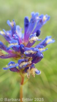 tufted penstemon, Idaho beardtongue, loose penstemon (<em>Penstemon laxus</em>)